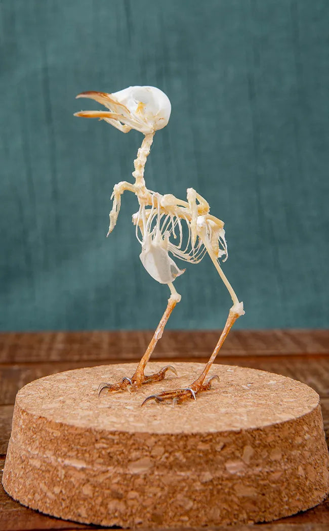 Plain Prinia Articulated Bird Skeleton