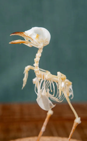 Plain Prinia Articulated Bird Skeleton