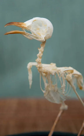 Plain Prinia Articulated Bird Skeleton