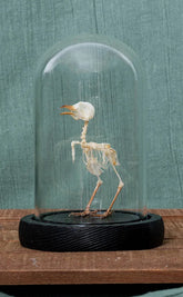 Plain Prinia Articulated Bird Skeleton