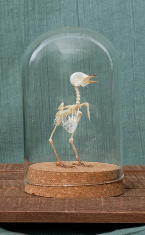 Plain Prinia Articulated Bird Skeleton