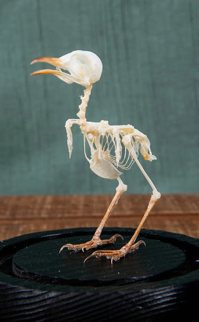 Plain Prinia Articulated Bird Skeleton