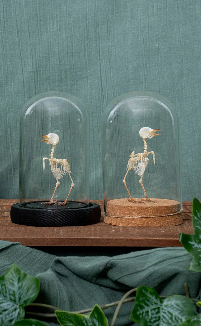 Plain Prinia Articulated Bird Skeleton