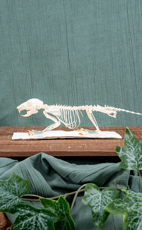 Plantain Squirrel Skeleton