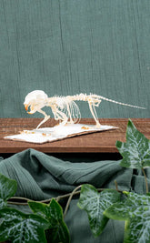 Plantain Squirrel Skeleton