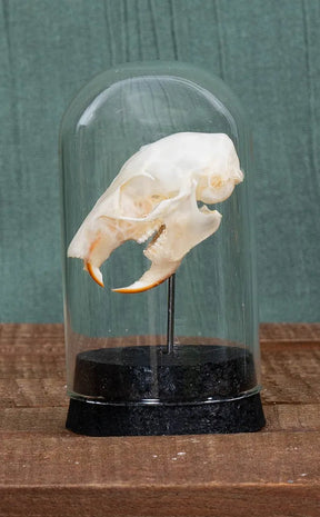 Plantain Squirrel Skull in Cloche | Callosciurus Notatus