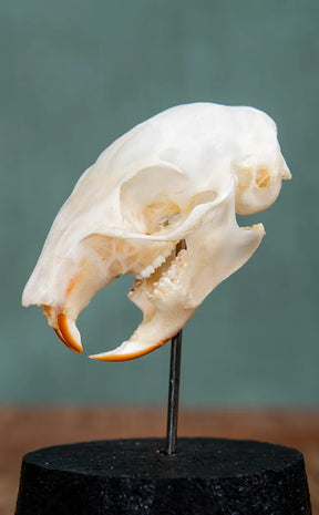 Plantain Squirrel Skull in Cloche | Callosciurus Notatus