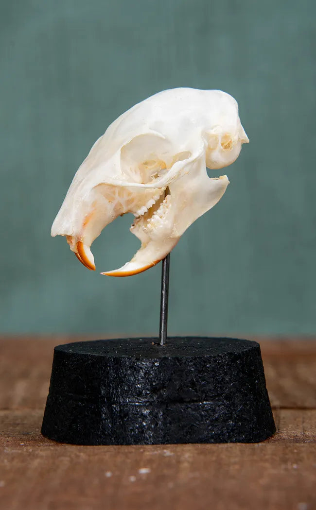 Plantain Squirrel Skull in Cloche | Callosciurus Notatus