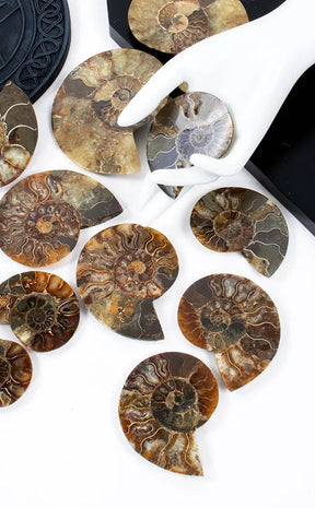 Polished Ammonite Fossil Pairs With Ammolite Opal Edges-Crystals-Tragic Beautiful