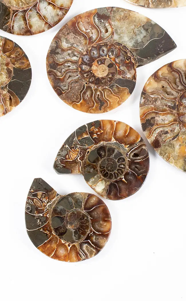 Polished Ammonite Fossil Pairs With Ammolite Opal Edges-Crystals-Tragic Beautiful