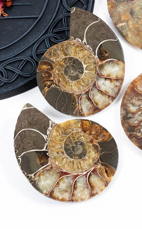 Polished Ammonite Fossil Pairs With Ammolite Opal Edges-Crystals-Tragic Beautiful