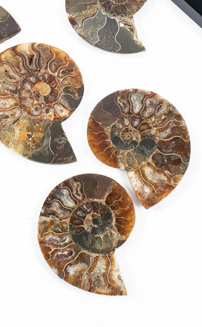 Polished Ammonite Fossil Pairs With Ammolite Opal Edges-Crystals-Tragic Beautiful