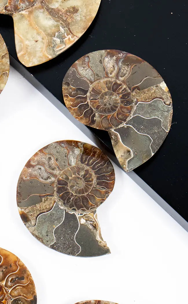 Polished Ammonite Fossil Pairs With Ammolite Opal Edges-Crystals-Tragic Beautiful
