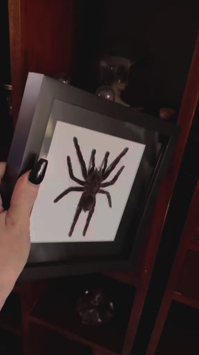 Tarantula In Shadow Box Frame