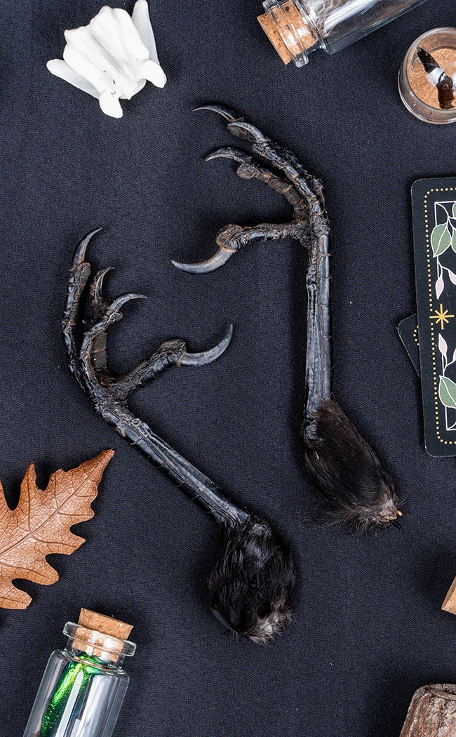 Real Crow and Magpie Foot-Oddities & Curiosities-Tragic Beautiful