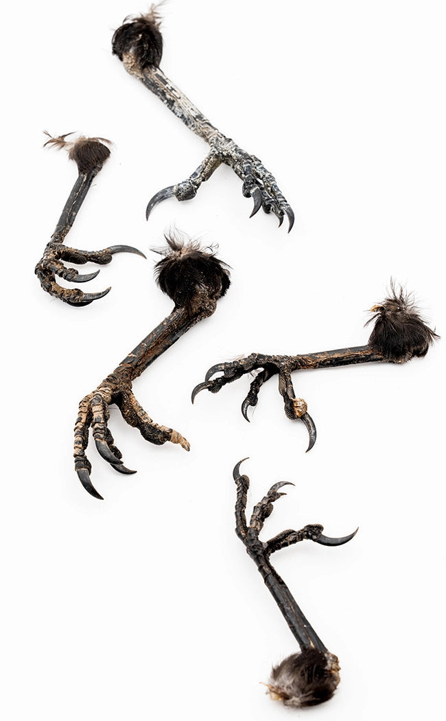 Real Crow and Magpie Foot-Oddities & Curiosities-Tragic Beautiful