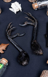 Real Crow and Magpie Foot-Oddities & Curiosities-Tragic Beautiful