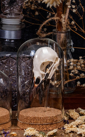 Real Crow (Corvus Corone) Skull in Glass Dome