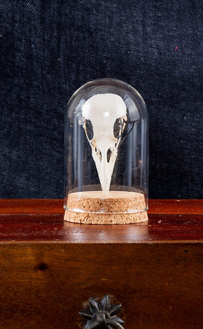 Real Crow (Corvus Corone) Skull in Glass Dome