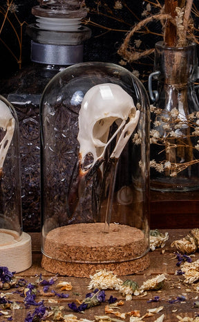 Real Crow (Corvus Corone) Skull in Glass Dome