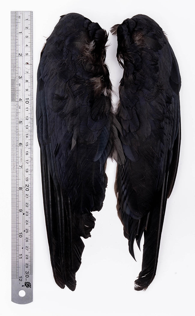 Real Crow (Corvus Corone) Wings