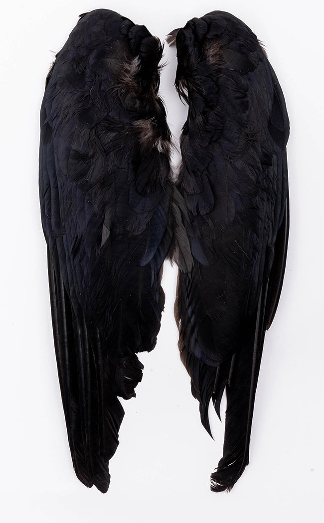 Real Crow (Corvus Corone) Wings