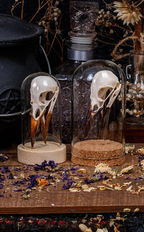 Real Crow Skull in Glass Dome with Wooden Base