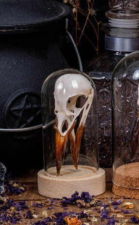 Real Crow Skull in Glass Dome with Wooden Base