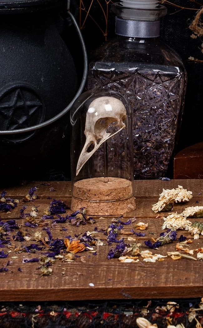 Real Magpie Skull in Glass Dome