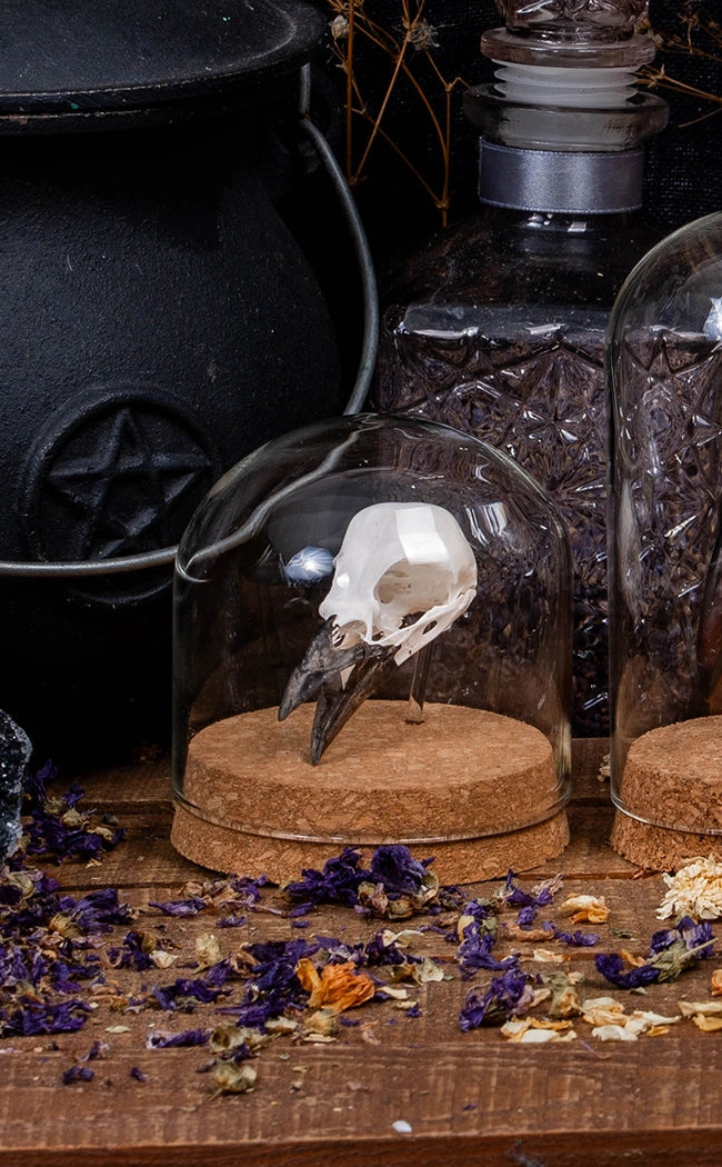 Magpie (Pica pica) Skulls in Glass Dome Clopche for Taxidermy Display