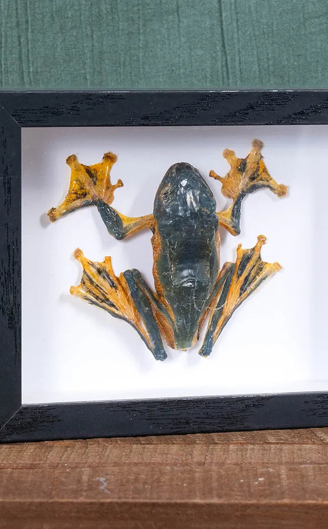 Reinwardt's Tree Frog in Shadow Box Frame