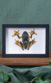 Reinwardt's Tree Frog in Shadow Box Frame