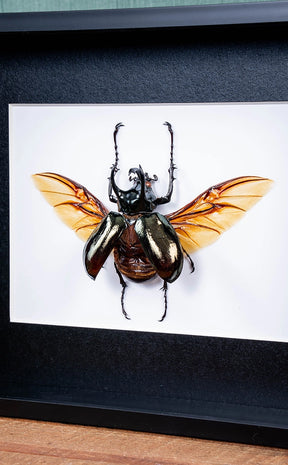 Rhinoceros Beetle In Shadow Box Frame