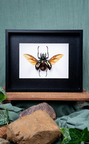 Rhinoceros Beetle In Shadow Box Frame