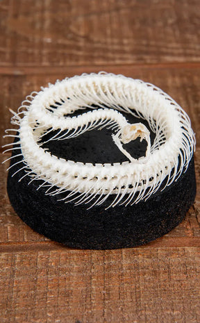 Rice Paddy Snake Coiled Skeleton