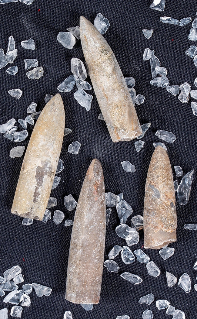 Selected Belemnite Cephalopod Fossil Specimens