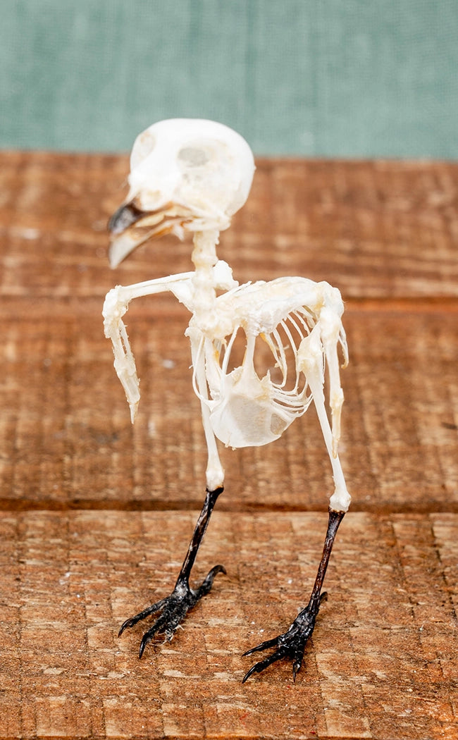 Small Minivet Bird Skeleton