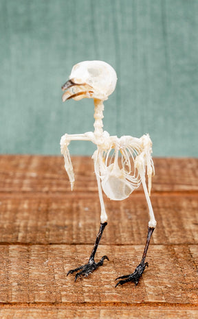 Small Minivet Bird Skeleton