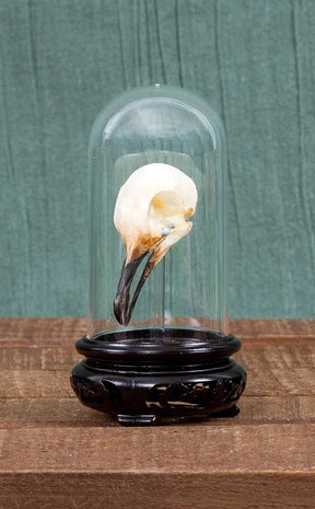 Sooty-Headed Bulbul Bird Skull