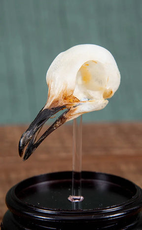 Sooty-Headed Bulbul Bird Skull