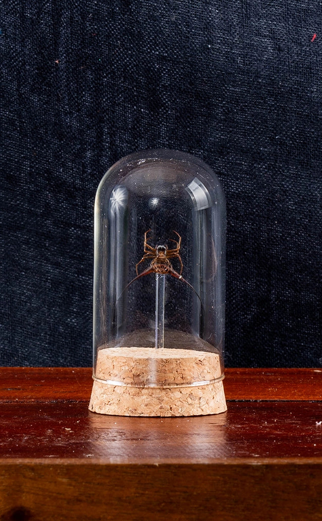 Spiny Orbweaver Spider (Macracantha arcuata) in Glass Dome