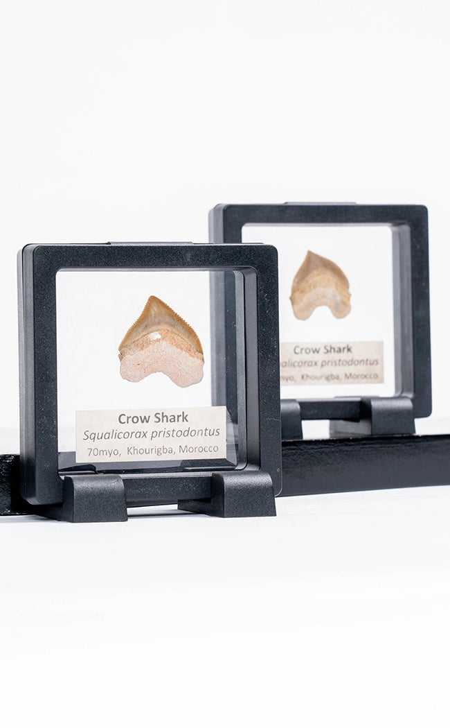 Squalicorax Fossil Shark Teeth in Display Case-Oddities & Curiosities-Tragic Beautiful