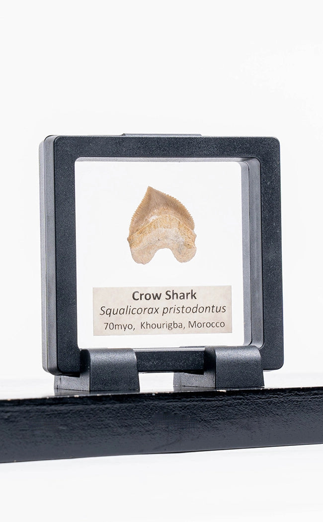 Squalicorax Fossil Shark Teeth in Display Case-Oddities & Curiosities-Tragic Beautiful