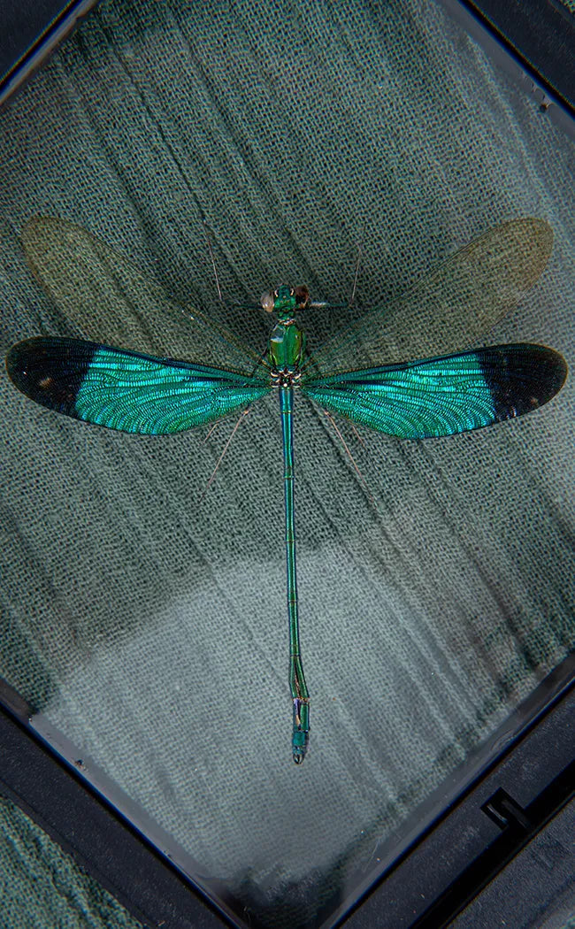 Stunning Dragonfly in Display Case | Neurobasis Chinensis Florida