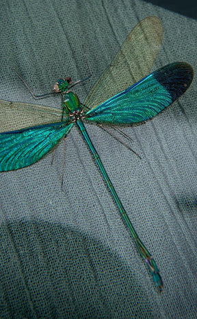 Stunning Dragonfly in Display Case | Neurobasis Chinensis Florida