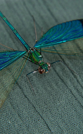 Stunning Dragonfly in Display Case | Neurobasis Chinensis Florida