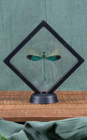 Stunning Dragonfly in Display Case | Neurobasis Chinensis Florida