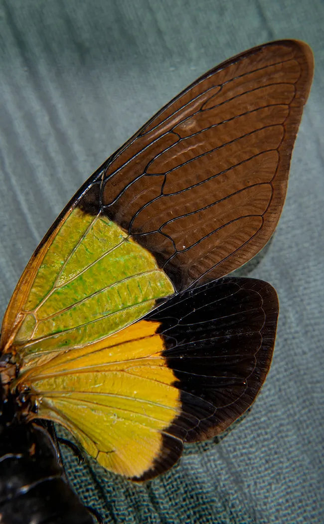 Stunning Yellow Green & Black Cicada in Display