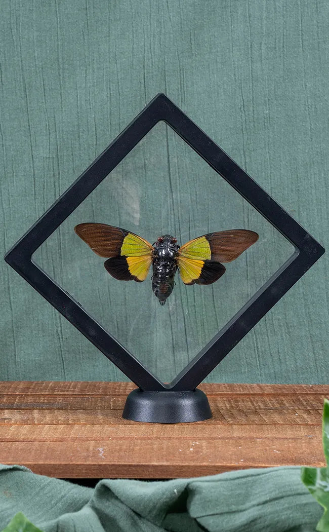 Stunning Yellow Green & Black Cicada in Display