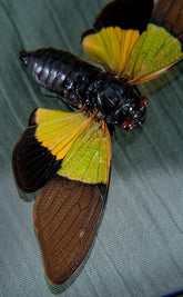 Stunning Yellow Green & Black Cicada in Display